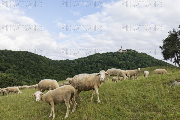 Swabian Jura, landscape with sheep under Teck Castle, Hohenbohl near Owen in Germany