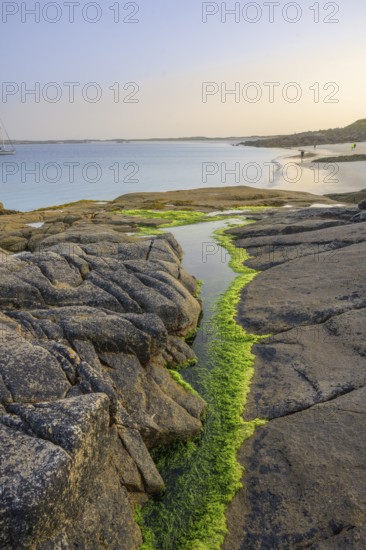 Seaweed in a tide pool on Gurteen Beach, Roundstone, County Galway, Ireland
