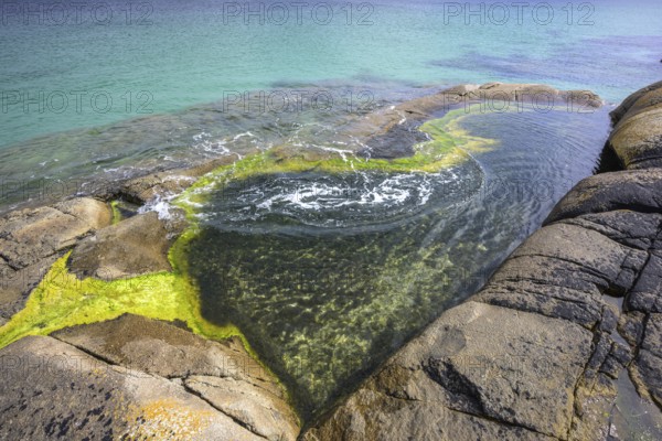 Seaweed in a tide pool at Gurteen Beach, Roundstone, County Galway, Ireland