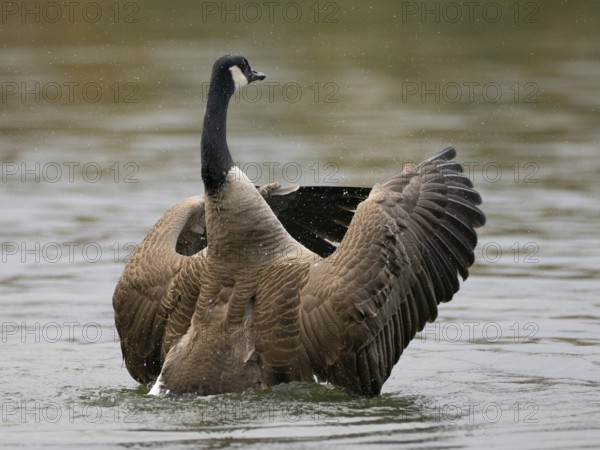 A Canada goose flaps its wings after plumage care, Ümminger See, Bochum, North Rhine-Westphalia, Germany
