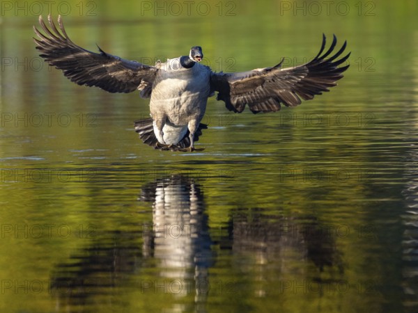 A Canada goose landing, Ümminger See, Bochum, North Rhine-Westphalia, Germany