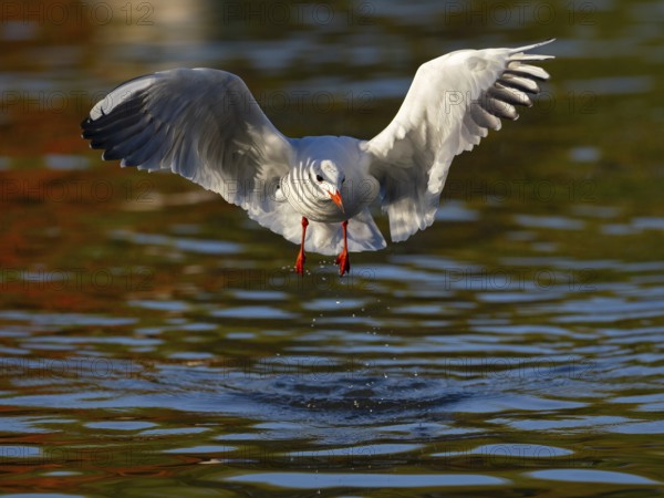 A black-headed gull in flight, North Rhine-Westphalia, Germany