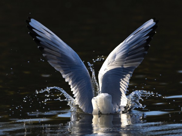 A black-headed gull dives into water, North Rhine-Westphalia, Germany