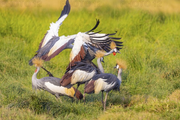 Crowned Crane (Balearica regulorum) courtship behavier South Luangwa NP Zambia August