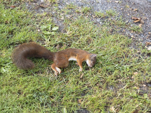 Squirrel (Sciurus vulgaris) dead squirrel on the roadside, North Rhine-Westphalia, Germany