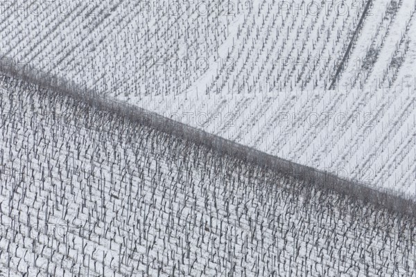 Snowy vineyards in the Stuttgart region in winter. Winter view of the vineyards in Fellbach, Kappelberg, Germany