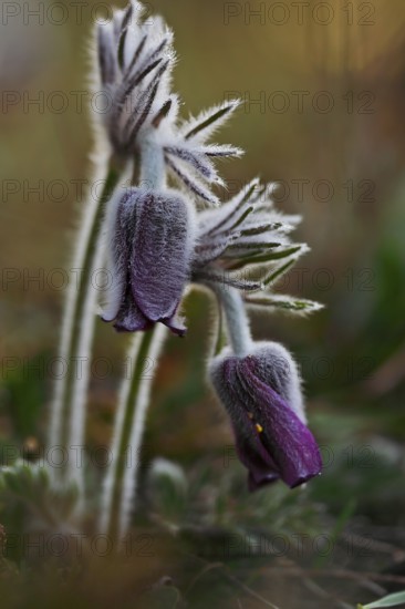 Meadow Pasque Flower, Meadow Pasque Flower, Black Pasque Flower (Pulsatilla pratensis), flower in the morning with dewdrops, Peene Valley nature park Park, Mecklenburg-Western Pomerania, Germany