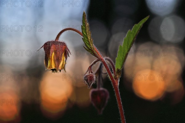 Brooklime (Geum rivale), flowering in the evening light, Peene Valley nature park Park, Mecklenburg-Western Pomerania, Germany