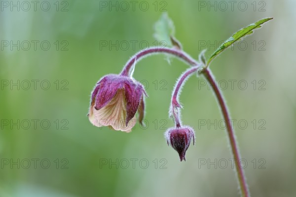 Brooklime (Geum rivale), flowering in the morning light, Peene Valley nature park Park, Mecklenburg-Western Pomerania, Germany