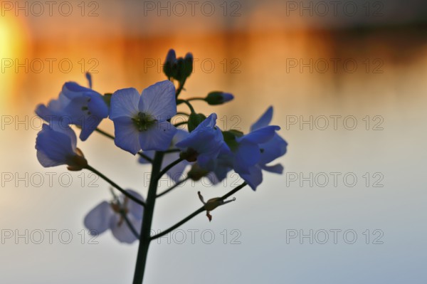 Meadow foamwort (Cardamine pratensis), flowers in front of a water surface at dawn, Peene Valley nature park Park, Mecklenburg-Western Pomerania, Germany