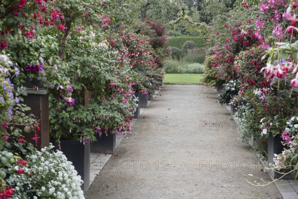 Fuchsienschau Kreislehrgarten, Burgsteinfurt, Steinfurt, Münsterland, North Rhine-Westphalia, Germany