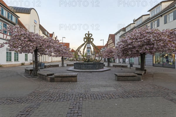 Blooming cherry trees in Kirchheim unter Teck with the Easter fountain in spring