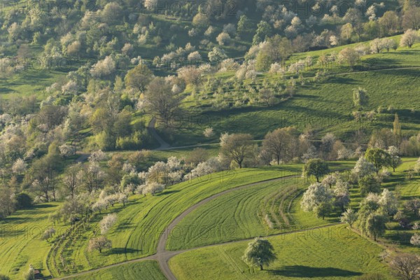 Blooming orchards on the Albtrauf near Neidlingen at sunset