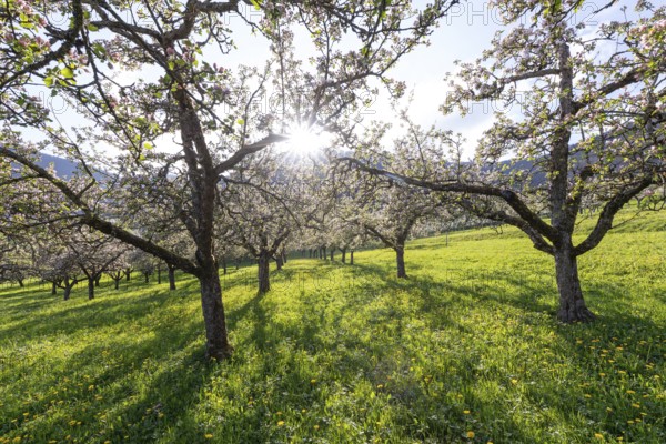 Apple blossoms on the orchard near Neidlingen, Swabian Jura, Baden-Württemberg, Germany