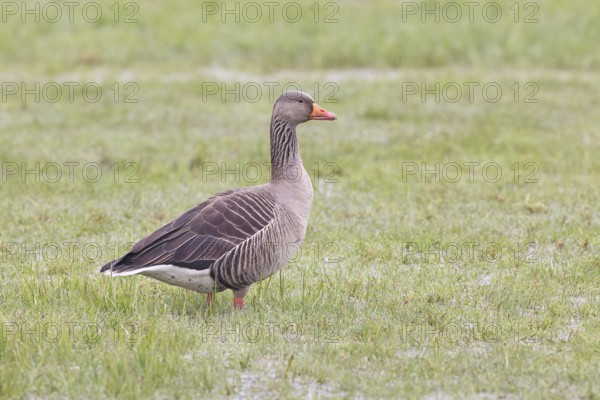 Grey goose (Anser anser) on a moor, Dümmer, Lake Dümmer, Ochsenmoor, Hüde, Lower Saxony, Germany