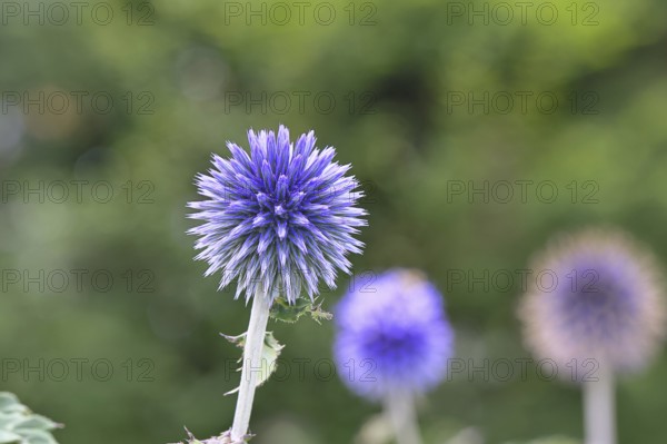 Blue globe thistle (Echinops ritro), flower, ornamental plant in a garden, Wilnsdorf, North Rhine-Westphalia, Germany