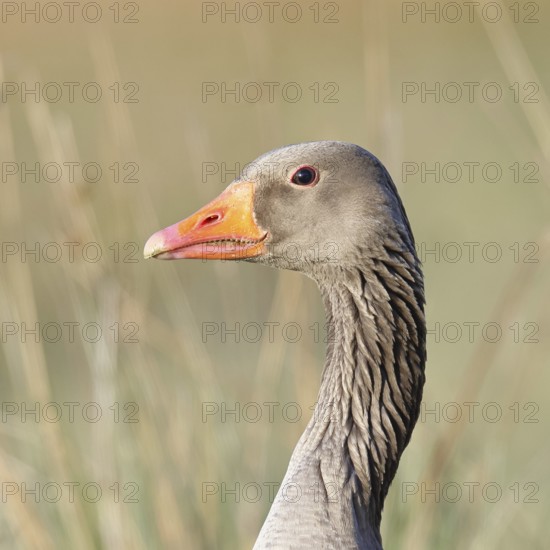 Grey goose (Anser anser) on a dyke in the evening at sunset, golden hour, animal portrait, Dümmer, Lake Dümmer, Ochsenmoor, Hüde, Lower Saxony, Germany