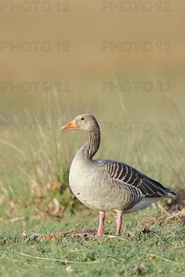 Grey goose (Anser anser) on a dyke in the evening at sunset, golden hour, Dümmer, Lake Dümmer, Ochsenmoor, Hüde, Lower Saxony, Germany
