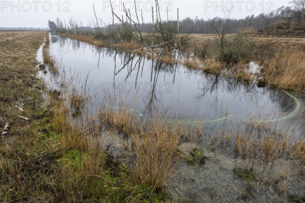 Autumn moor landscape, Emsland, Lower Saxony, Germany