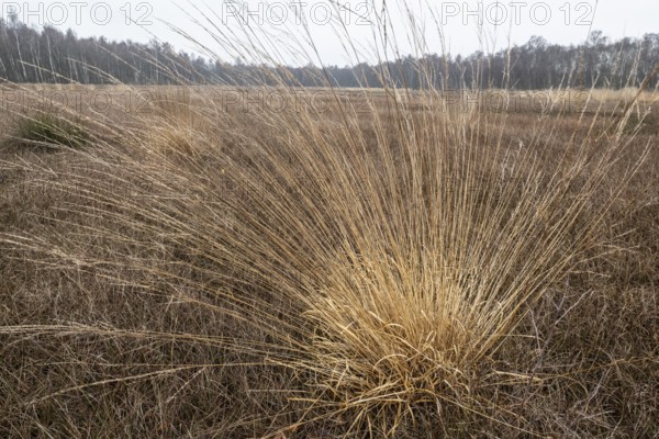 Pipe grass (Molinia caerulea) in the moor, Emsland, Lower Saxony, Germany