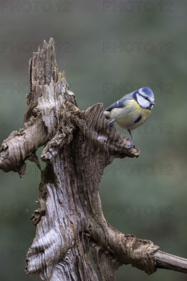 Blue tit (Parus caerulea), Emsland, Lower Saxony, Germany