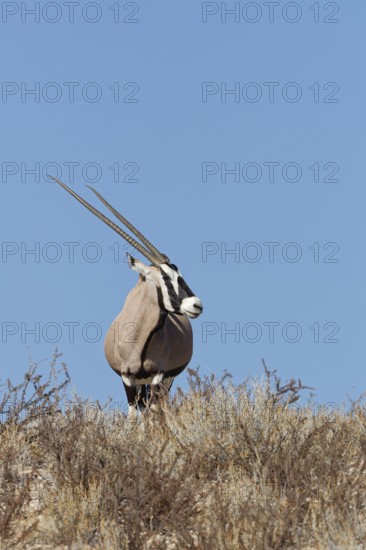 Gemsbok (Oryx gazella), adult female, standing on a rocky ridge among dry bushes, looking around, alert, blue sky, Kgalagadi Transfrontier Park, Northern Cape, South Africa