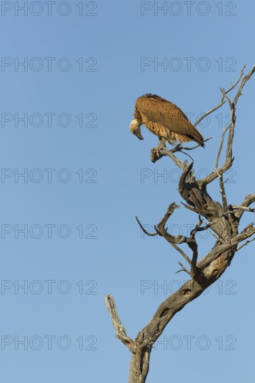 White-backed vulture (Gyps africanus), adult, sitting on a tree branch, on the lookout, blue sky, Kgalagadi Transfrontier Park, Northern Cape, South Africa