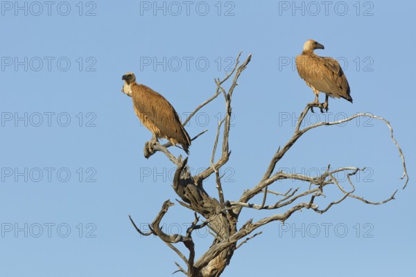 White-backed vultures (Gyps africanus), two adults, sitting on a tree branch, on the lookout, blue sky, Kgalagadi Transfrontier Park, Northern Cape, South Africa