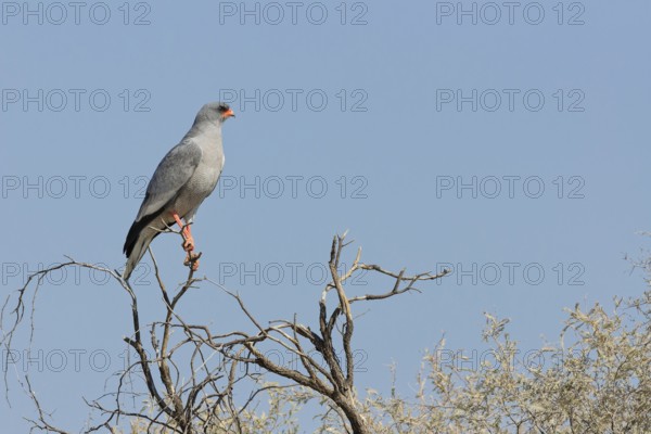 Pale chanting goshawk (Melierax canorus), adult, sitting on a tree branch, on the lookout, blue sky, Kgalagadi Transfrontier Park, Northern Cape, South Africa