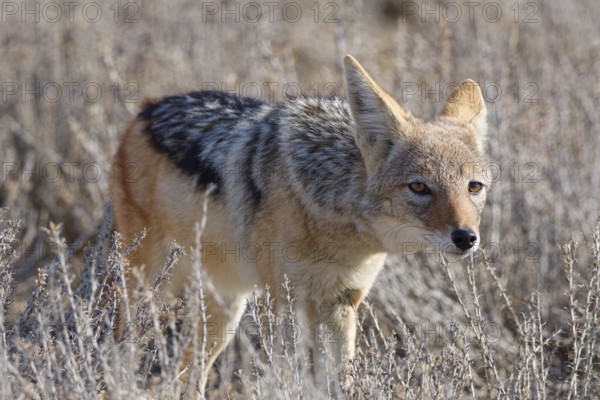 Black-backed jackal (Lupulella mesomelas), adult, standing among dry bushes, looking at camera, alert, animal portrait, Kgalagadi Transfrontier Park, Northern Cape, South Africa