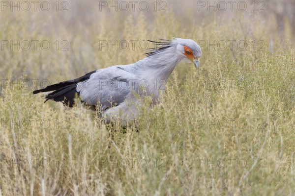 Secretary bird (Sagittarius serpentarius), adult, walking among bushes, foraging, Kgalagadi Transfrontier Park, Northern Cape, South Africa