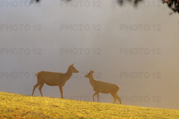 A herd of red deer cows (Cervus elaphus) standing on a meadow in backlit condition. Fog covers the forest in the background. Bavaria, Germany