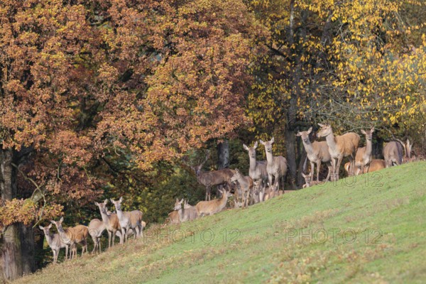 A large herd of red deer (Cervus elaphus) rests in hilly terrain on a meadow at the edge of the autumn-colored forest. Bavaria, Germany