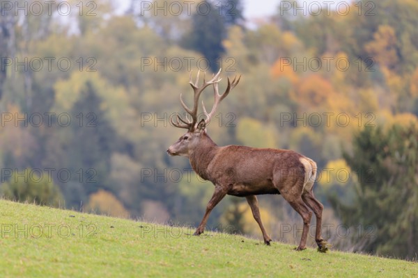 A Red Deer stag (Cervus elaphus) runs across a green meadow in hilly terrain. In the background, a forest can be seen in autumnal colors. Bavaria, Germany
