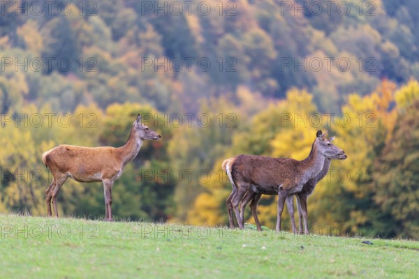 A herd of red deer cows (Cervus elaphus) stands in a meadow. In the background, a forest can be seen in autumnal colors. Bavaria, Germany