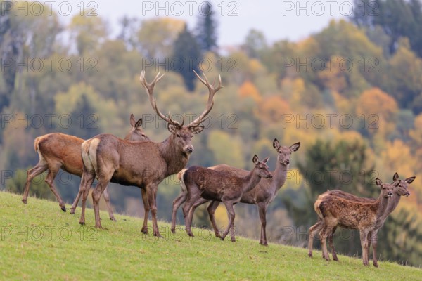 A herd of red deer cows and a stag (Cervus elaphus) stand in a meadow. In the background, a forest can be seen in autumnal colors. Bavaria, Germany