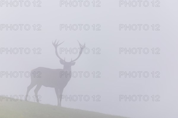 A red deer (Cervus elaphus) runs across a meadow in thick fog. Bavaria, Germany