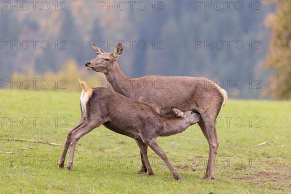 A red deer cow (Cervus elaphus) stands on a meadow and suckles her fawn. A forest in autumnal colors can be seen in the background. Bavaria, Germany
