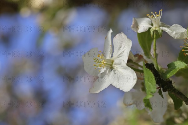 Apple blossoms (Malus), white blossoms with blue sky and bokeh in the background, close-up, spring, Wilnsdorf, North Rhine. Westphalia, Germany