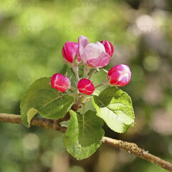 Apple blossoms (Malus), red still closed blossoms, bokeh in the background, close-up, Wilnsdorf, North Rhine. Westphalia, Germany