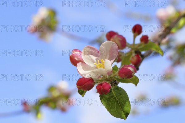 Apple blossoms (Malus), white blossoms with blue sky in the background, close-up, spring, Wilnsdorf, North Rhine. Westphalia, Germany