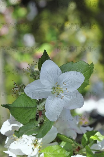 Apple blossoms (Malus), white blossoms with bokeh in the background, close-up, spring, Wilnsdorf, North Rhine. Westphalia, Germany