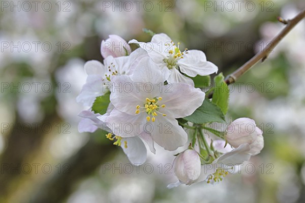 Apple blossoms (Malus), white blossoms with bokeh in the background, close-up, spring, Wilnsdorf, North Rhine. Westphalia, Germany