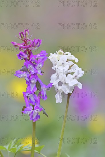 Hollow larkspur (Corydalis cava), inflorescence in a beech forest, spring, Wilnsdorf, North Rhine-Westphalia, Germany