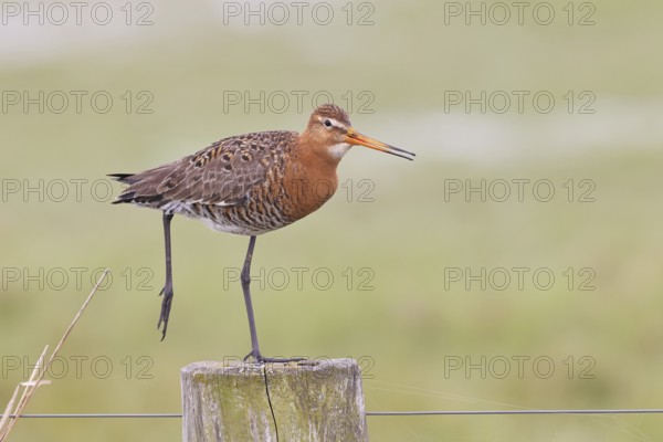 Black-tailed godwit (limosa limosa), on a perch, on a fence post, snipe birds, wildlife, nature photography, wet meadow, Ochsenmoor, Lake Dümmer, Lembruch, Lower Saxony, Germany