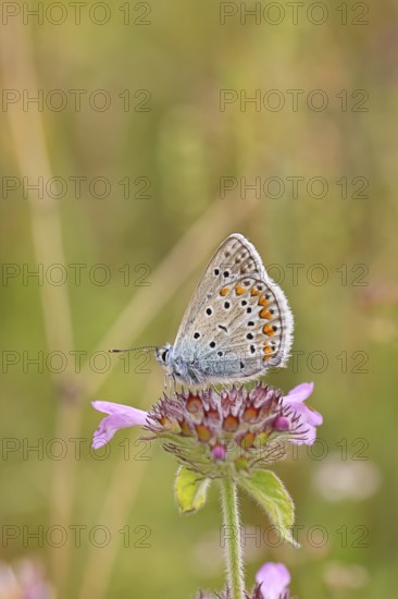 Blue butterfly (Polyommatus icarus), common blue, female on a flower of the woodland cistus (Stachys sylvatica) on a forest path, underside of wings, butterfly (butterfly) of the family Lycaenidae, occurrence in Europe, North Africa and Asia, wildlife, Wilnsdorf, North Rhine-Westphalia, Germany