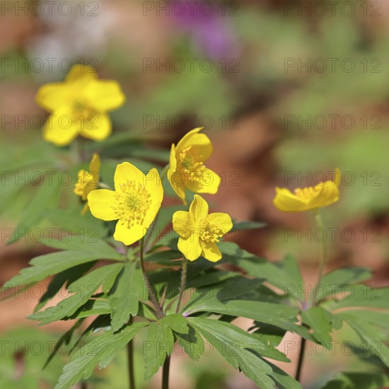 Yellow Anemone, Anemone ranunculoides, Yellow Wood Anemone, Anemone ranunculoides, in a beech forest, Wilnsdorf, North Rhine-Westphalia, Germany