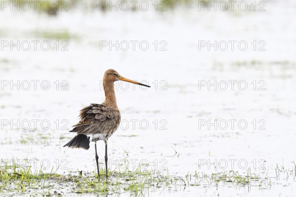 Black-tailed godwit (limosa limosa), in morning mist on a flooded meadow, snipe birds, wildlife, nature photography, wet meadow, Ochsenmoor, Lake Dümmer, Lembruch, Lower Saxony, Germany