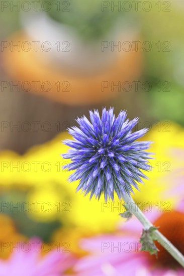 Blue globe thistle (Echinops ritro), flower, ornamental plant in a garden, Wilnsdorf, North Rhine-Westphalia, Germany