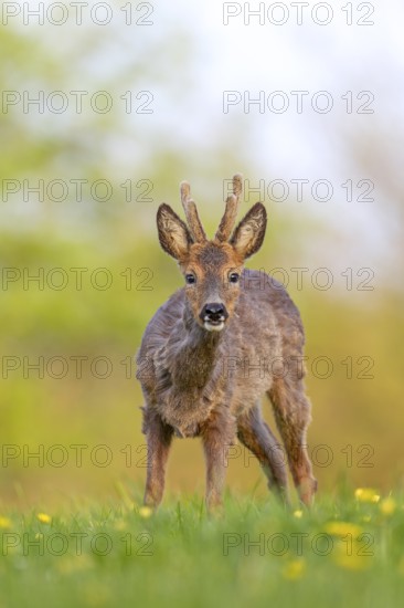 Roebuck (Capreolus capreolus) yearling with bast horns on a dandelion meadow in search of food, changing coat, attentive, eyes, eye contact, Germany